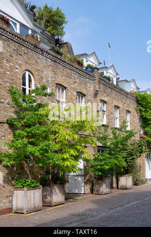 Piccoli alberi in contenitori al di fuori le case di Reece Mews, South Kensington, Londra. Inghilterra Foto Stock