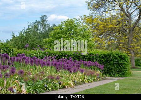 Allium " Purple Rain' e Allium altissimum "Goliath" in un giardino confine. Cipolla ornamentali fiori ad RHS Wisley Gardens, Surrey, Inghilterra Foto Stock