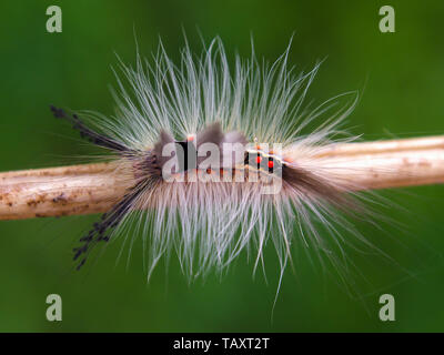 La fotografia macro di una bellissima e pelliccia tussock moth caterpillar, catturati nelle montagne andine della Colombia centrale. Foto Stock