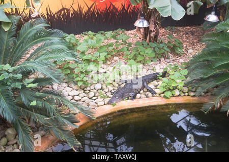 Dh Tropical World ROUNDHAY PARK LEEDS Crocodile appoggiata dalla piscina Foto Stock