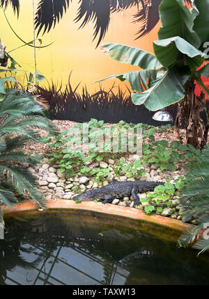 Dh Tropical World ROUNDHAY PARK LEEDS Crocodile appoggiata dalla piscina Foto Stock