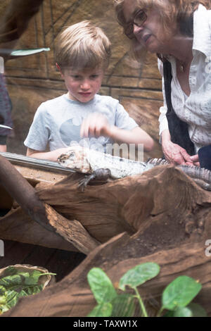 dh Tropical World ROUNDHAY PARK LEEDS Bambini osservando una lucertola Iguana con la bambina granny Foto Stock