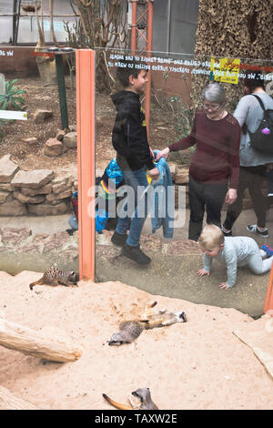 Dh Tropical World ROUNDHAY PARK LEEDS Famiglia baby guardando Meerkats Foto Stock