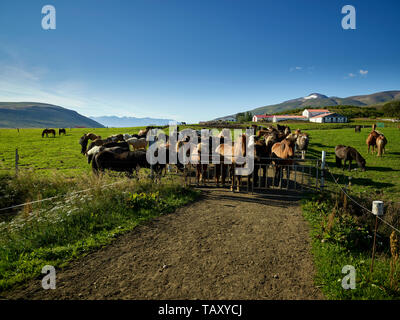 Cavalli islandesi, Islanda Foto Stock