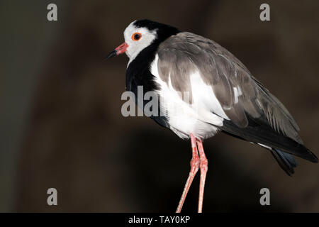 Long-Toed Pavoncella (Vanellus crassirostris) Foto Stock