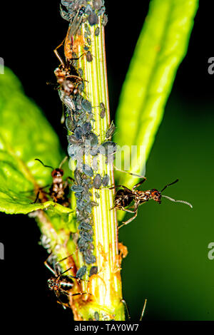 Pidocchi nero e le formiche in una colonia su un il dock e sorrels Foto Stock