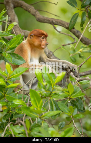 Proboscide di scimmia (Nasalis larvatus) o a becco lungo la scimmia, noto come bekantan in Indonesia. Preso in Borneo Foto Stock