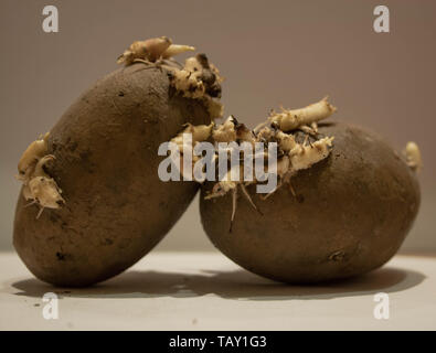 Due le patate con i cavoli bianchi su sfondo chiaro. Foto Stock