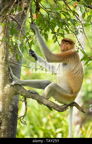 Proboscide di scimmia (Nasalis larvatus) o a becco lungo la scimmia, noto come bekantan in Indonesia. Preso in Borneo Foto Stock