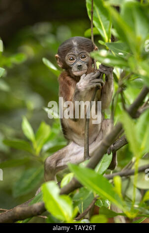 Proboscide di scimmia (Nasalis larvatus) o a becco lungo la scimmia, noto come bekantan in Indonesia. Preso in Borneo Foto Stock