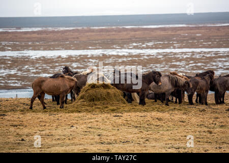 Un allevamento di cavalli islandesi mangiare sul prato in Islanda Foto Stock