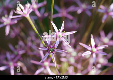 Bella allium schubertii in fiore Foto Stock
