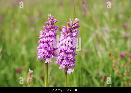 Southern marsh orchidee fioritura in Les Vicheries orchid i campi in Guernsey, Isole del Canale Foto Stock