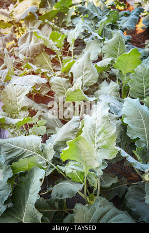 Verde cavolo cinese campo piantagione giardino vegetale in azienda agricola biologica sullo sfondo Foto Stock