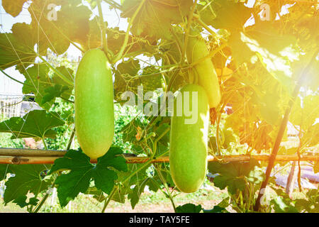 Calabash gourd vegetali - bottiglia gourd appeso sulla pianta di vite / Lagenaria siceraria Foto Stock