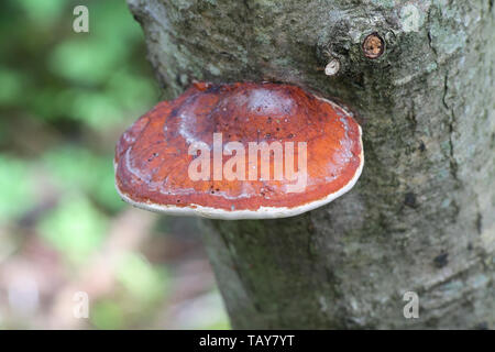 Fomitopsis pinicola, noto come il nastro rosso conk o rosso-belted fungo della staffa Foto Stock