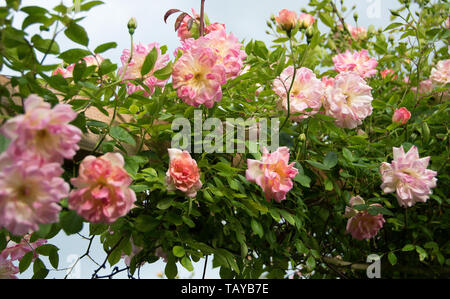 Rosa "Phyllis Bde' di veramente rambler-simili di carattere, che ha il vantaggio di ripetere in modo affidabile-fioritura. Foto Stock