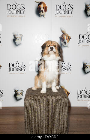 Gli ospiti partecipare a "un viaggio di cani " screening di gala tenutosi presso il Soho Hotel dotato di: atmosfera dove: Londra, Regno Unito quando: 27 Apr 2019 Credit: Phil Lewis/WENN.com Foto Stock