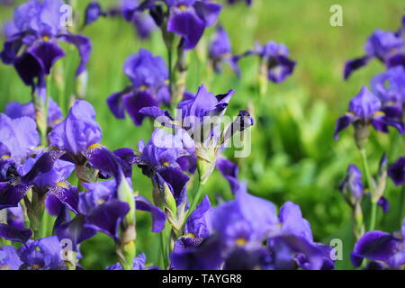 Iris blu fiori che crescono nel giardino, sfondo verde. Molte delle iridi (Iris germanica) . Foto Stock