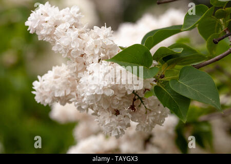 Comune di fioritura di Syringa vulgaris lillà bush cultivar Bianca. Paesaggio primaverile con il mazzo di fiori di gara. giglio bianco piante in fiore, close up Foto Stock