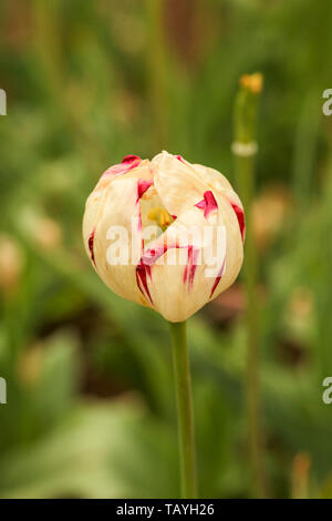 Bella rosa rossa e bianca a strisce tulip Foto Stock