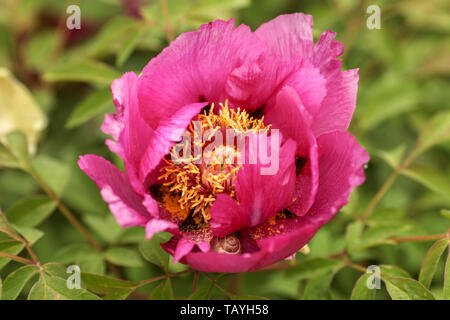 Splendida peonia selvatica crescere liberamente in un giardino Foto Stock