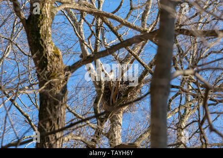 Madre hawk appollaiato nel suo nido in alto sopra la foresta Foto Stock