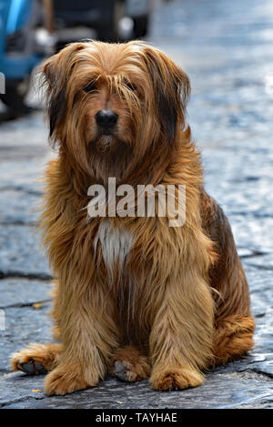 Shaggy dog, collegamento per forzamento del suo territorio per le strade del quartiere spagnolo, Napoli, Italia, Europa. Foto Stock