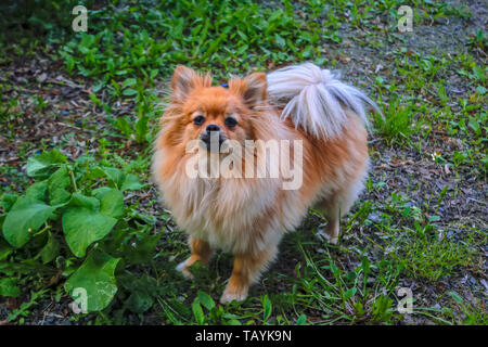 Cane piccolo Spitz è camminare sul prato in primavera. Foto Stock