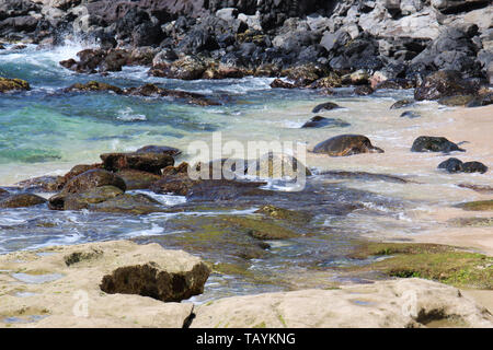 Un camoflaged sea turtle in appoggio sulle alghe rocce coperte presso il litorale di Ho'okipa Beach con altre due tartarughe proveniente dall'Oceano Pacifico in Ma Foto Stock