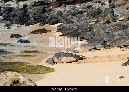 Oltre 30 tartarughe marine verdi in appoggio sulla sabbiosa Ho'okipa Beach con una tartaruga di mare proveniente dall'Oceano Pacifico a crogiolarvi al sole sulla spiaggia, Maui, Foto Stock