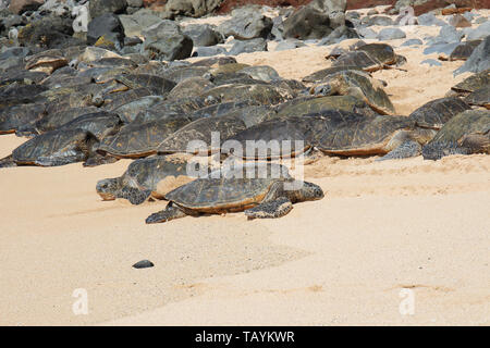 Oltre 50 tartarughe marine verdi crogiolarsi nella sabbia e arrampicata sulla parte superiore di ogni altro a Ho'okipa Beach in Maui, Hawaii, STATI UNITI D'AMERICA Foto Stock