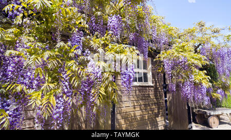 Il Glicine con viola profumato ciondoli in un bellissimo display floreali, su un giardino di legno della parete edilizia . Foto Stock