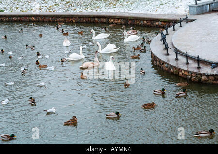 Anatre e cigni sullo stagno, uccelli sul laghetto di scongelare in inverno Foto Stock