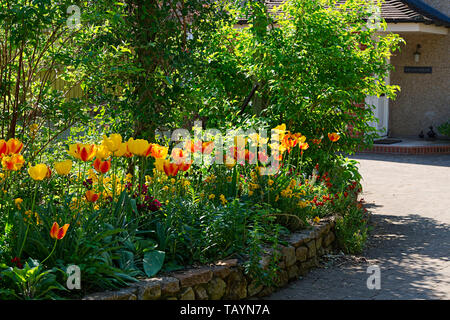 Rosso e tulipani gialli su un giardino frontale di pozzi, Somerset, Regno Unito Foto Stock