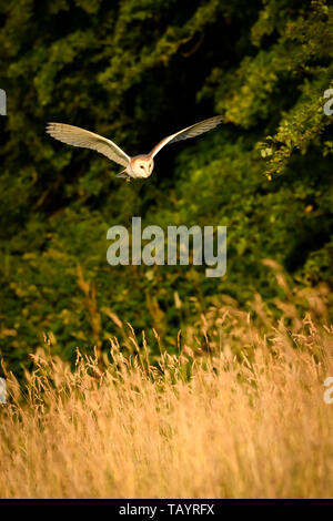 Il barbagianni (Tyto alba) illuminato dalla luce del sole serale in habitat di caccia, volando a bassa quota su terreni erbosi, ali stese - Baildon, West Yorkshire, Inghilterra, Regno Unito. Foto Stock