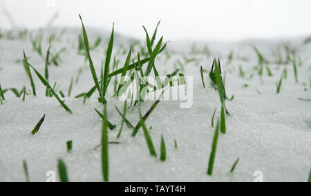 Agricoltura del Nord. Resistente al gelo di grano di inverno sotto la prima neve. Un breve giornata invernale con nuvole che vengono illuminate dal sole basso. Close-up, Foto Stock