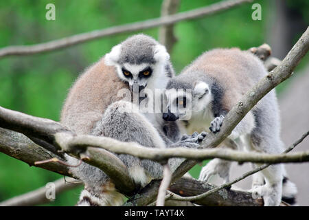 Paio di lemuri catta sul ramo Foto Stock