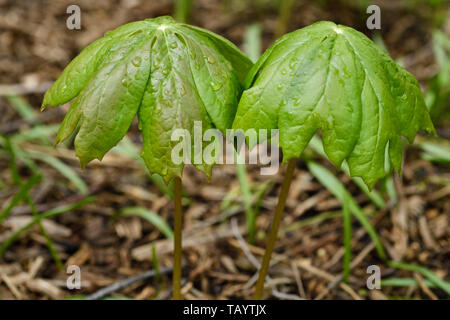 Coppia di emergenti Mayapple piante con foglie di ombrello bagnato dopo la pioggia nel giardino di primavera Toronto Foto Stock