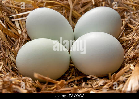 Colore verde araucana uova Foto Stock