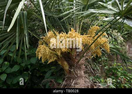 Pannocchie di fiori su una ventola hardy palm : TRACHYCARPUS FORTUNEI - Chusan Palm Foto Stock