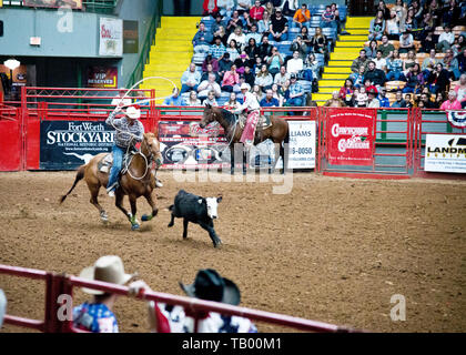 Cowboy a cavallo, ruggendo una giovane manovra o vitello al coliseum Arena, Stockyards Fort Worth, Texas, USA. Foto Stock