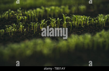 Ecologia ambiente ecologia. Il concetto di ecologia e di uno stile di vita sano. ecologia per la vita futura. Foto Stock