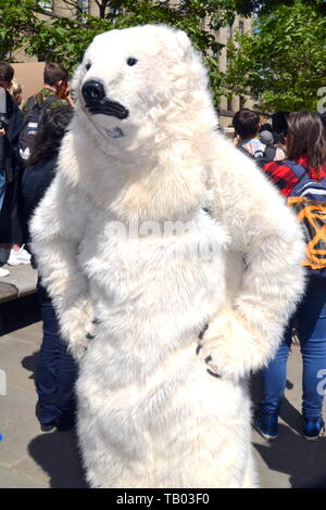 Una persona in un orso polare suit, con le mani sui fianchi, a Manchester sciopero della gioventù 4 la protesta del clima sulla XXIV Maggio, 2019, Manchester, Regno Unito Foto Stock