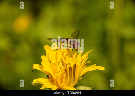 Un hoverfly appollaiato su un dente di leone. Foto Stock