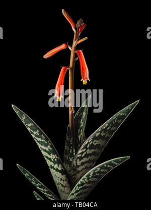 Petto di pernice Aloe, Aloe variegata Foto Stock