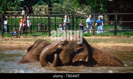 Asiatico elefante indiano, Elephas maximus, scorazzare in un bagno di acqua Foto Stock