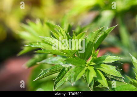 Close up culantro verde di piante e fiori / lungo il coriandolo , il coriandolo a dente di sega , il fetore infestante , Eryngium Foto Stock