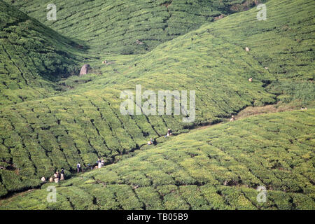 Cameron Highlands, Malaysia, piantagione di tè. Foto Stock