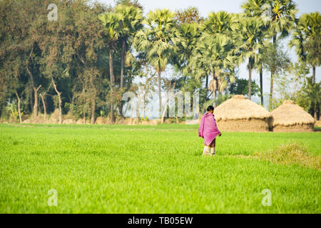 Una Donna vestita con il tradizionale sari indiani, è percorribile a piedi attraverso un bel verde campo di riso, piccole baite e palme in background. Hampi. Foto Stock